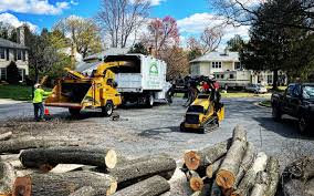 Professional Tree Removal in Bellwood, VA