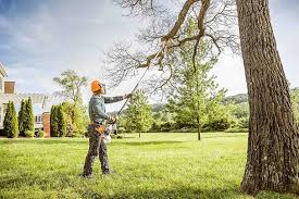 Best Root Management and Removal  in Bellwood, VA